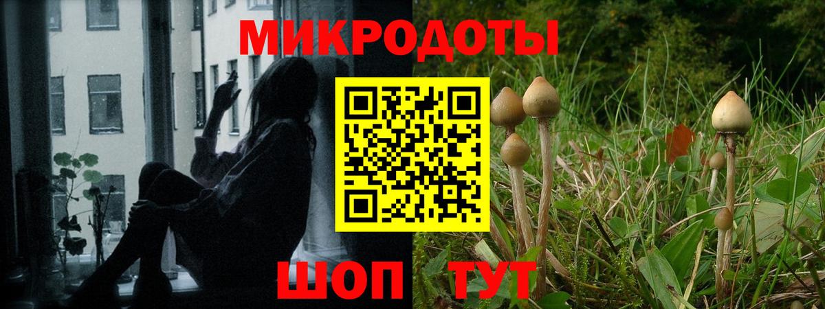 Псилоцибиновые грибы Psilocybe Ливны